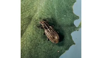 Sitone du pois